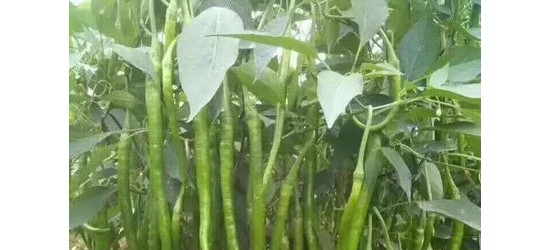 广元线椒苗 线椒种苗厂 四川蔬菜苗基地