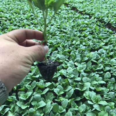 开原嫁接圆茄苗 快圆圆茄种苗厂