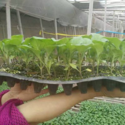 昌图茄子苗 嫁接长茄种苗厂