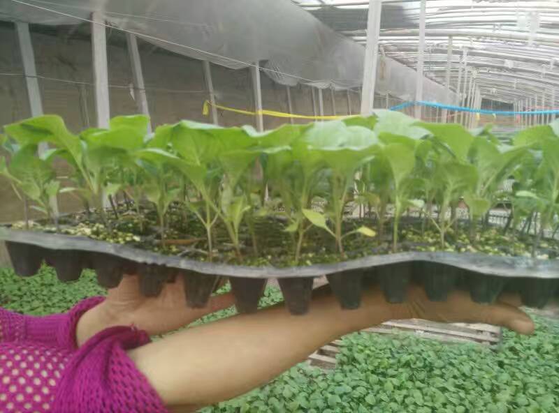 凌源大龙茄子苗 长茄种苗厂