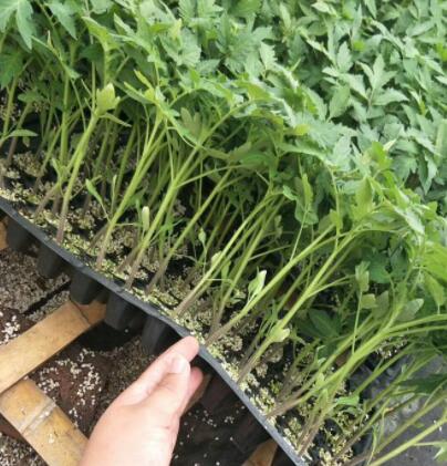 2022普洱抗病毒抗根线虫番茄苗|昆明粉果西红柿苗专育