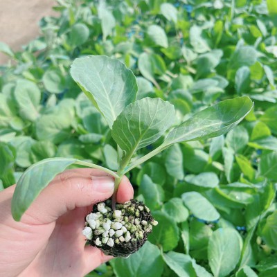 早熟西兰花苗、甘蓝苗、有机松花菜苗叶菜类批发