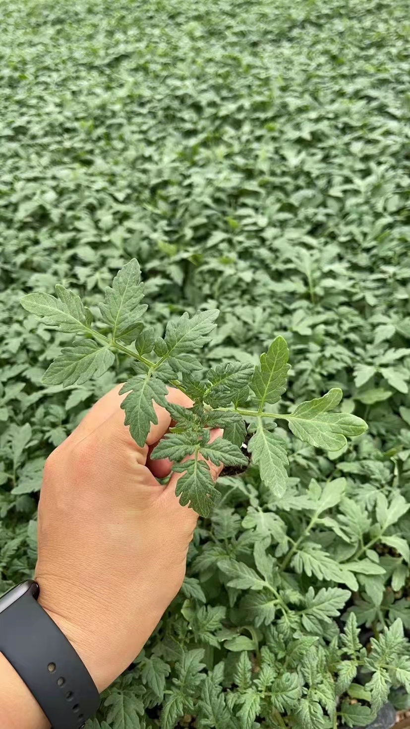 西红柿苗 嫁接西红柿苗 番茄苗批发 口感番茄苗