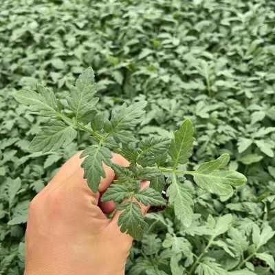 西红柿苗 嫁接西红柿苗 番茄苗批发 口感番茄苗