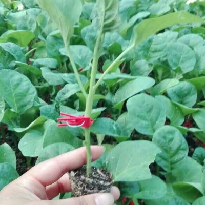 长茄苗批发 嫁接圆茄苗 线茄苗 绿灯泡茄子苗供应