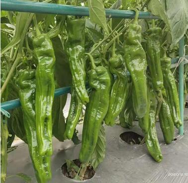 辽阳螺丝椒苗育苗厂2023新品种高产